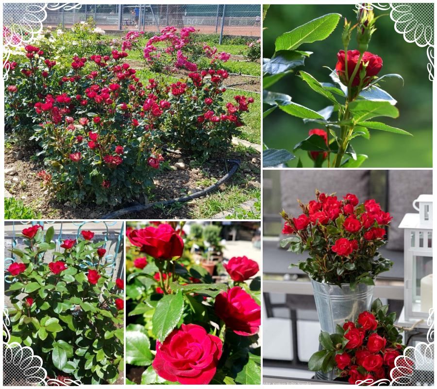 Zepeti róża miniaturowa